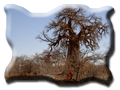 photo Planet Baobab Botswana