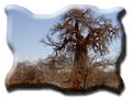 photo Planet Baobab Botswana