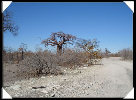 photo planet baobab botswana