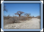 Baobab