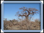 photo planet baobab 