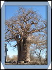 Baobab africain