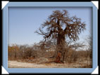 arbre botswana