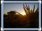 photos quivertree forest giants playground Namibie