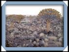 photos quivertree forest giants playground Namibie