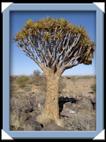 quivertree forest Namibie