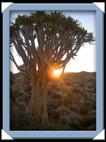 photos quivertree forest giants playground Namibie