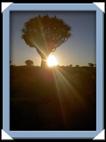 photos quivertree forest giants playground Namibie