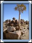 photos quivertree forest giants playground Namibie