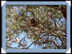 photos quivertree forest giants playground Namibie