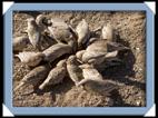 photos quivertree forest giants playground Namibie