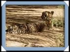 photos quivertree forest giants playground Namibie