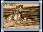 photos quivertree forest giants playground Namibie